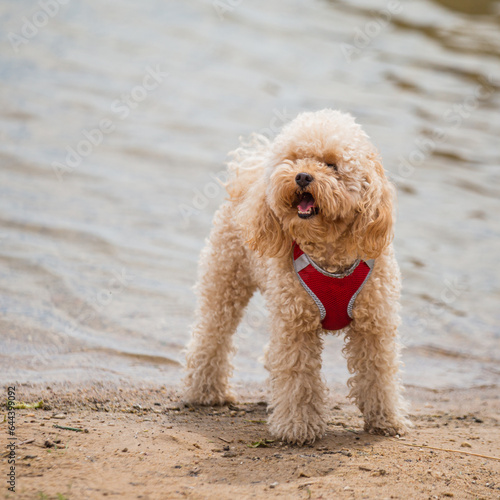 Playful happy toy poodle puppy was let off the leash to run and walk on the shore © andrey gonchar
