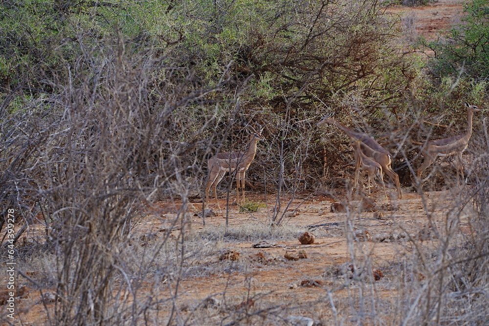 Obraz premium Male Gerenuk antelope on african savanna at Tsavo East National Park in Kenya