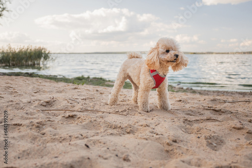 Cheerful friendly toy poodle puppy walks along the sandy beach - the dog runs and jumps on a sunny day near the water