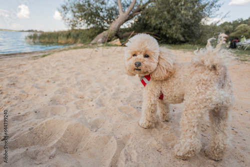 Cheerful friendly toy poodle puppy walks along the sandy beach - the dog runs and jumps on a sunny day near the water © andrey gonchar