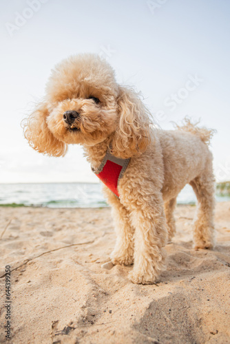 Cheerful friendly toy poodle puppy walks along the sandy beach - the dog runs and jumps on a sunny day near the water © andrey gonchar