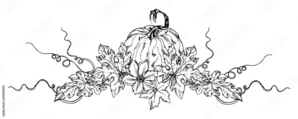 Obraz premium Hand drawn ink vector pumpkin gourd squash. Sketch illustration art for Thanksgiving, Halloween, harvest, farming. Isolated object, outline. Design for restaurant menu print, cafe, website, invitation