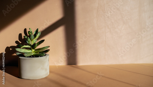 Green succulent in concrete plant pot with decorative shadows on a brown wall and table surface in home interior. Game of shadows on a wall from window at the sunny day. Minimalist vertical background