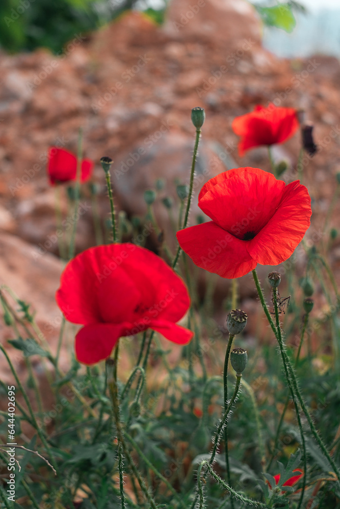 Obraz premium Red poppies growing on rocky soil. Memorial Day. Remembrance day. Day of Remembrance of the Fallen. Poppy day.