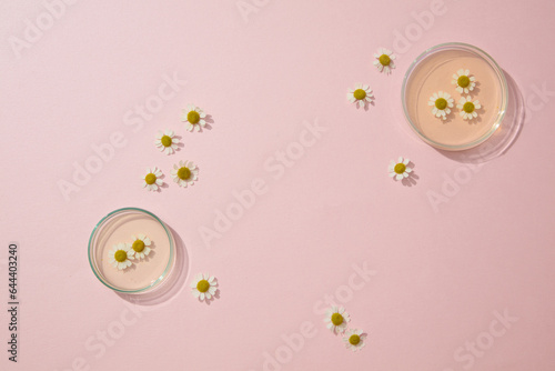 Top view of chamomilla flowers decorated with petri dishes of essence on pink background. Space for display cosmetic product mockup. Product and promotion concept for advertising