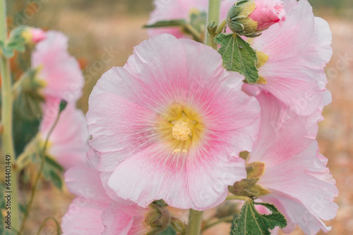 Pink mallow flowers. Large soft pink flowers. Mallow.