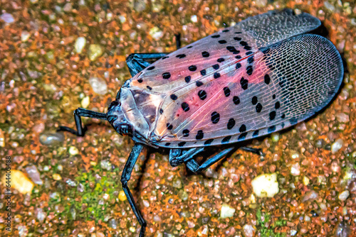 Closeup of spotted lanternfly; Lycorma delicatula photo