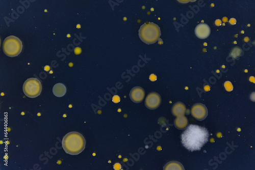 寒天培地に生育した細菌のコロニー © Buntan2019