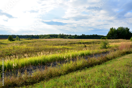 grassy field with forest line and cloudscape on background in sunset copy space