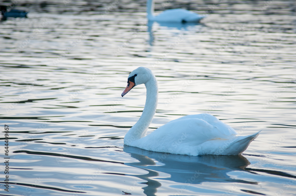 Naklejka premium A white majestic swan floats in front of a wave of water. Young swan in the middle of the water. Drops on a wet head.