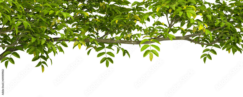 Cutout foreground green tree branches top composition on transparent backgrounds 3d rendering png Cutout foreground green tree branches top composition on transparent backgrounds 3d rendering png