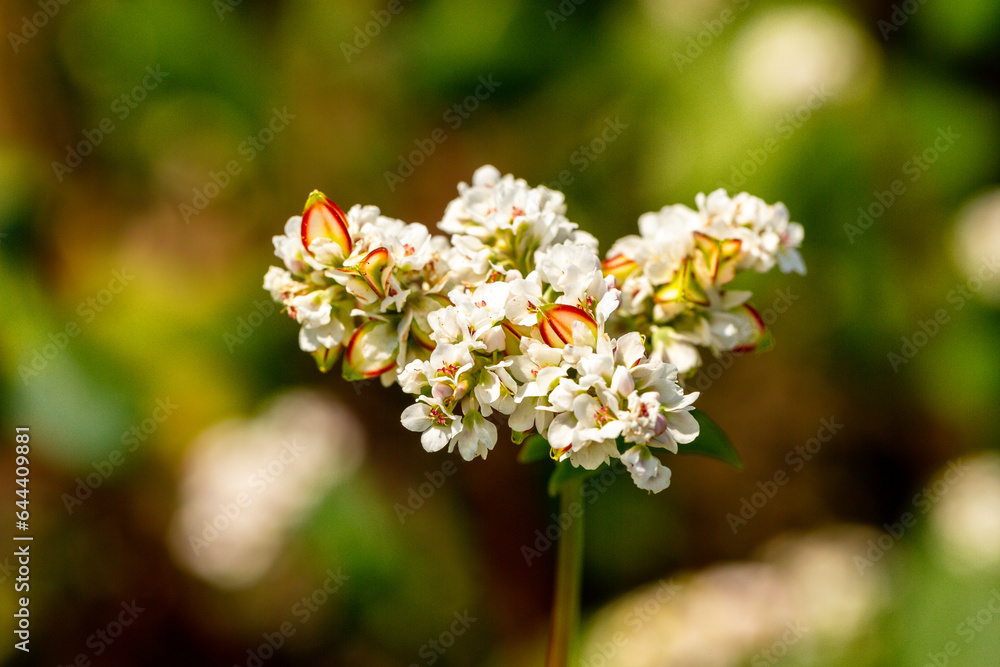 Buckwheat macro with white flowers. Fagopyrum esculentum Buckwheat macro with white flowers. Fagopyrum esculentum