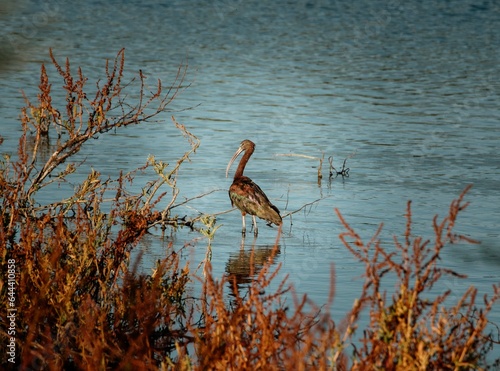 Aves acuaticas en laguna photo