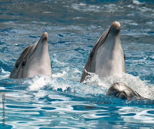 dolphins swim in the water.