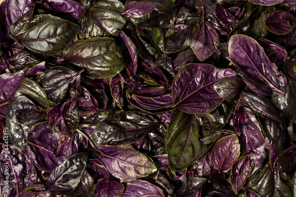 Purple basil. Basil background. Basil- fresh seasoning
