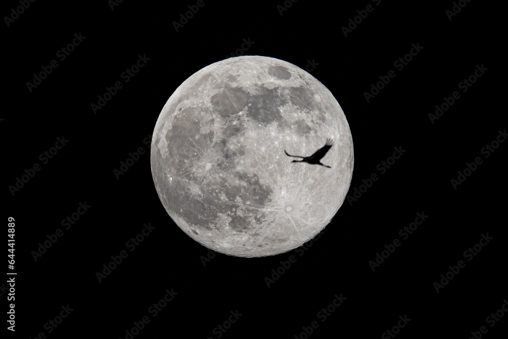 Fototapeta premium Common Crane Passes In Front Of The Moon