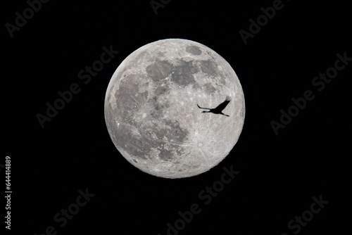 Common Crane Passes In Front Of The Moon