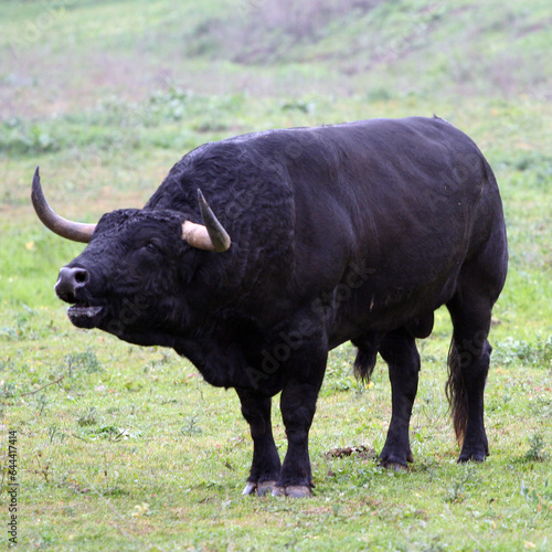 TORO BRAVO CAMPO