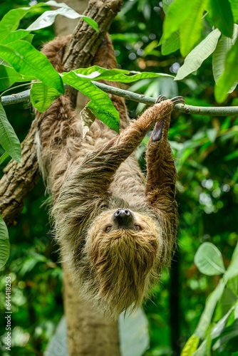 Two toed sloth, Choloepus didactylus