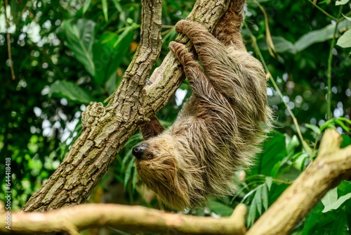 Two toed sloth, Choloepus didactylus photo