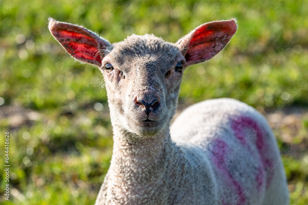 Fototapeta premium A lamb staring at the camera with a shallow depth of field