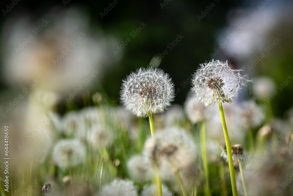 Dandelion seedheads in the spring sunshine Dandelion seedheads in the spring sunshine
