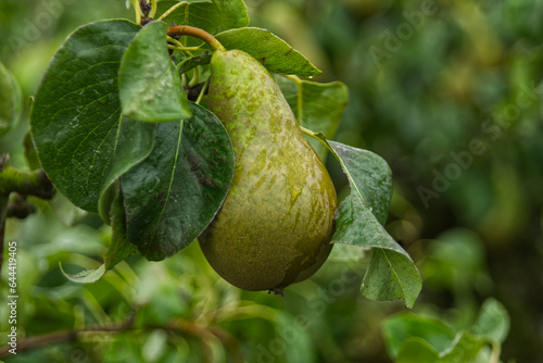 Pear on Tree