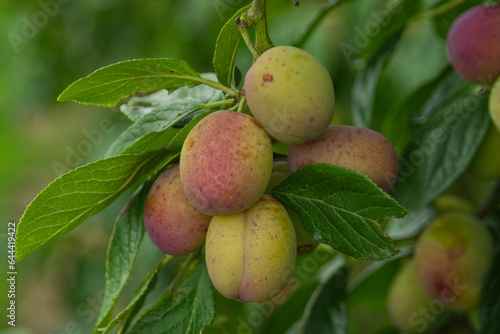 Plums on Tree