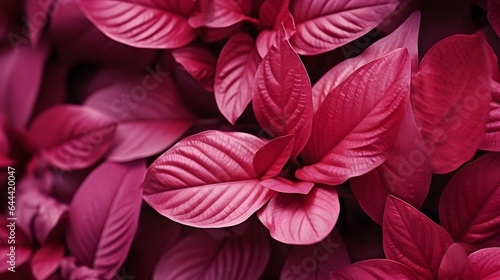 Magenta beautiful view of big leaves in monochrome color. Forest Viva Magenta colored plants. Copy space. © Lucky Ai