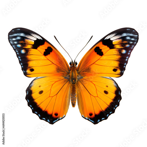 orange butterfly isolated on transparent background