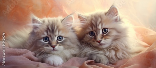 Two red Siberian kittens resting together in their den set against a isolated pastel background Copy space © HN Works
