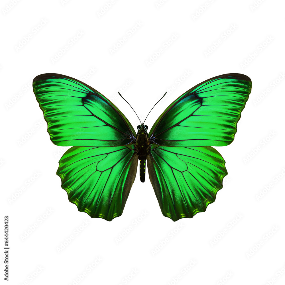 green butterfly isolated on transparent background green butterfly isolated on transparent background