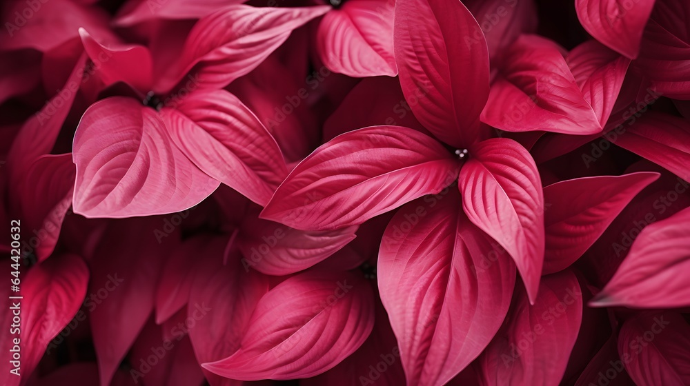 Magenta beautiful view of big leaves in monochrome color. Forest Viva Magenta colored plants. Copy space.