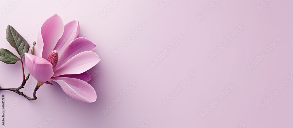 Purple magnolia flower on a isolated pastel background Copy space with clipping path Purple magnolia flower on a isolated pastel background Copy space with clipping path