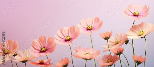 Stunning spring cosmos flowers set against isolated pastel background Copy space