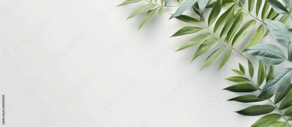 White Champaka isolated on a isolated pastel background Copy space with clipping path