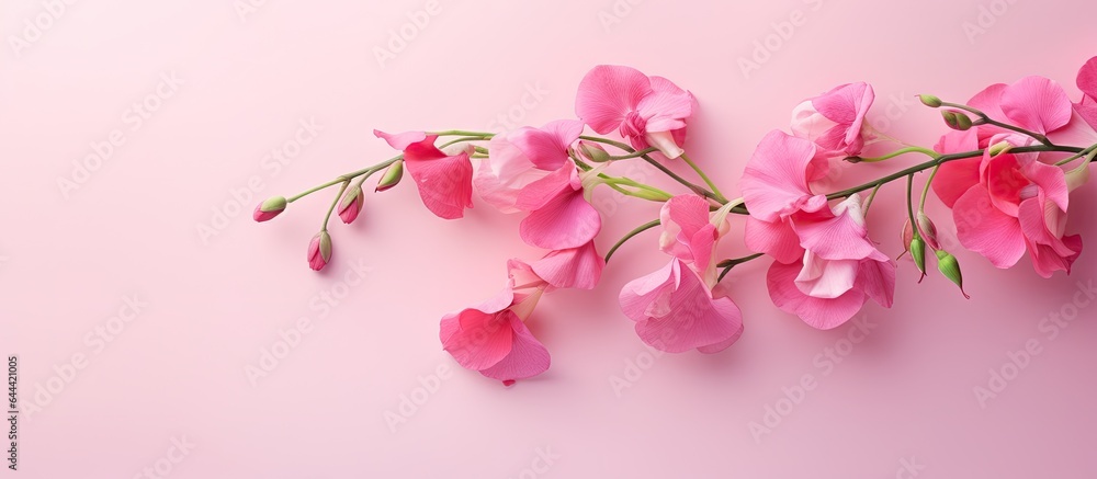 Sweetpea against a isolated pastel background Copy space