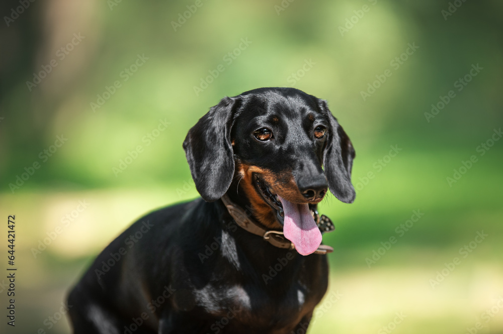 Portrait of a short haired black and tan miniature dachshund looking at the camera outdoors on a sunny day Portrait of a short haired black and tan miniature dachshund looking at the camera outdoors on a sunny day