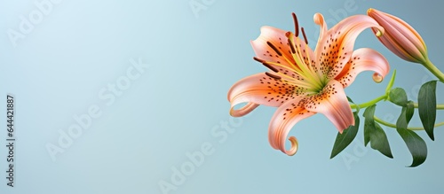tiger lilys flower on isolated pastel background Copy space photo