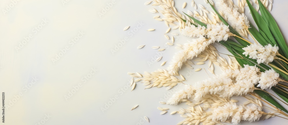 Thai jasmine rice ears on a isolated pastel background Copy space Thai jasmine rice ears on a isolated pastel background Copy space