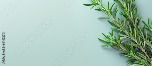 Rosemary branch on a isolated pastel background Copy space fresh and aromatic