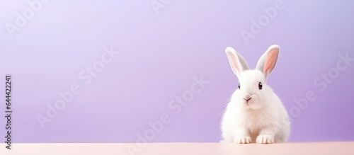 Symbol of Easter beautiful pet care isolated pastel background Copy space