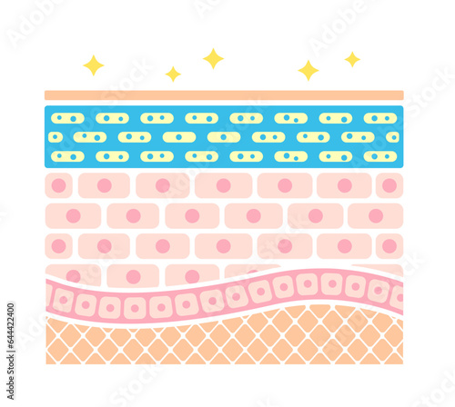 Cross section illustration of healthy skin