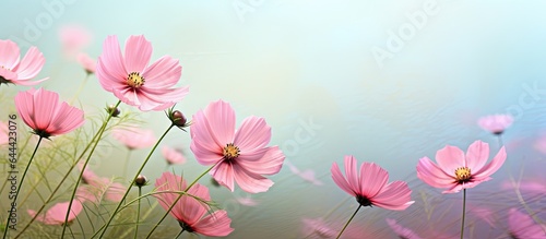 Pretty pink blossom in the lawn isolated pastel background Copy space © HN Works