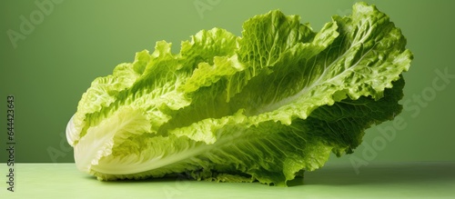 Romaine lettuce on isolated pastel background Copy space photo