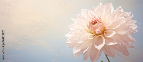 Sunlit creamy white dahlia flower viewed up close with a blurred garden background isolated pastel background Copy space © HN Works