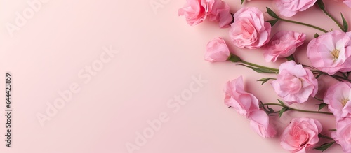 Pink wedding eustoma adorable and delicate isolated pastel background Copy space photo