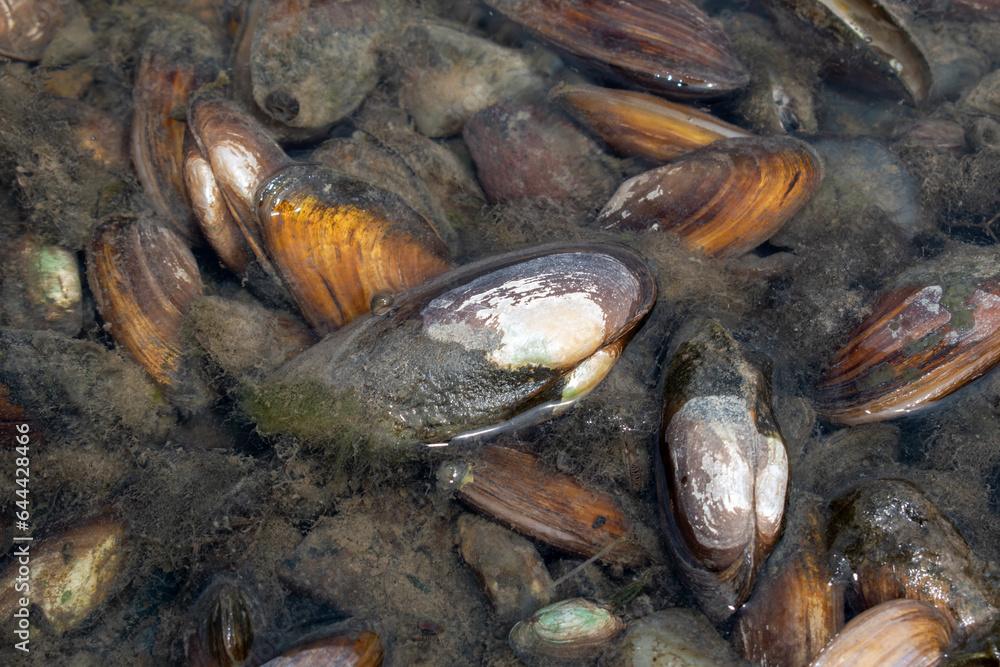 The swan mussel (large species of freshwater mussel) on the banks of the river The swan mussel (large species of freshwater mussel) on the banks of the river