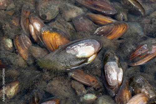 Photography The swan mussel (large species of freshwater mussel) on the banks of the river