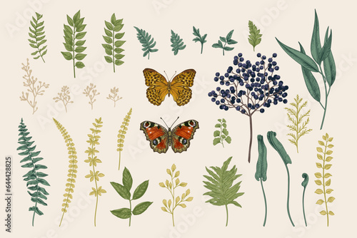 Set with leaves, elderberries and butterflies. Vintage botanical illustration. Vector plant elements.
